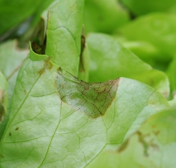 Detalle de una lesión marrón bastante extensa ubicada en el borde del limbo de una hoja de lechuga; observe el pardeamiento de las pequeñas venas presentes cerca. <b>Necrosis marginal</b>