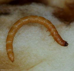 Aparición de una larva de <b> gusano amarillo </b>.