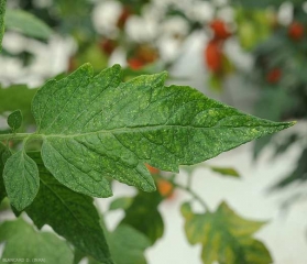 Numerosas pequeñas manchas cloróticas son claramente visibles en la parte superior del limbo de esta hoja de tomate. <b> daños por ácaros del polvo </b>