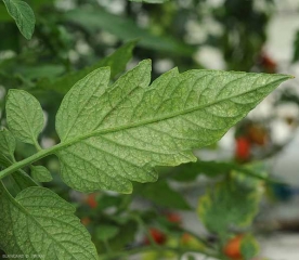 También son visibles pequeñas manchas cloróticas en la parte inferior de la lámina de esta hoja de tomate, que también muestra un aspecto bastante opaco. <b> daños por ácaros del polvo </b>