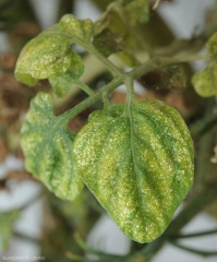 Detalle de la cara superior de un foliolo de tomate fuertemente afectado por la proliferación de <b> ácaros </b>.