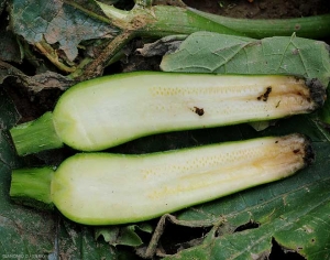 Una sección longitudinal de una fruta podrida muestra que los tejidos están afectados en profundidad.  De hecho, han tomado un tinte pardusco.  <b> <i> Botrytis cinerea </i> </b>