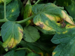 Estos dos folíolos ubicados en un lado de una hoja de tomate se ven afectados por la marchitez por verticillium. Se han formado resecos amarillentos y en forma de V invertida. <b> <i> Verticillium dalhiae </i> </b> (marchitez por verticillium, <i> marchitez por Verticillium </i>)