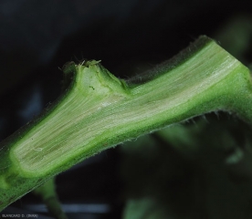 Una sección longitudinal del tallo revela vasos de color grisáceo a ligeramente marrón. <b> <i> Verticillium dahliae </i> </b> (marchitez por verticillium, <i> marchitez por Verticillium </i>).