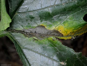 Lesión húmeda y negruzca que se extiende a ambos lados de la nervadura de una hoja de calabacín.  este último es pardusco y la lámina de la hoja en la periferia de la lesión se vuelve amarilla en algunos lugares.  <b> <i> Pectobacterium carotovorum </i> subsp.  <i> carotovorum </i> </b>