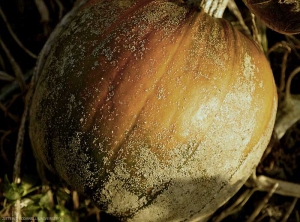 La decoloración de la hoja de esta hoja de calabacín ahora es extensa. (<b> plateado </b>)