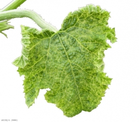 Particularmente deformada, esta hoja clorótica también muestra ampollas ubicadas a lo largo de algunas de las nervaduras.<b><i>Tomato leaf curl new delhi virus</i></b> ( ToLCNDV )