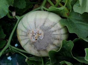 Pudrición estilar inicial en frutos de melón. Húmedo y beige, está coronado por una esporulación gris bastante densa. <i> <b> Botrytis cinerea </b> </i> (moho gris) 