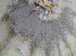 Detalle de la esporulación gris bastante densa producida por <i> <b> Botrytis cinerea </b> </i> sobre tejido de melón podrido (moho gris)