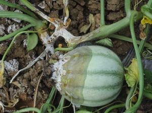 Una podredumbre húmeda y festoneada comenzó en el extremo estilar de este melón joven que ahora está cubierto por micelio de <i> <b> Sclerotinia sclerotiorum </b> </i>.  Tenga en cuenta que una lesión extensa rodea la barra cercana.  (esclerotinia)