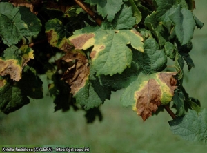 Varias hojas de esta vid se han secado parcialmente. (<b><i>Xylella fastidiosa</b></i> - Enfermedad de pierce) - Source : EPPO, M. Scortichini, Istituto Sperimentale per la Frutticoltura, Rome (IT) 