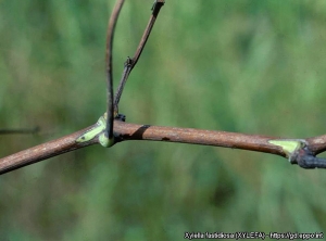  Detalle de ramitas de vid parcialmente endurecidas. (<b><i>Xylella fastidiosa</b></i> - Enfermedad de pierce) - Source : EPPO, M. Scortichini, Istituto Sperimentale per la Frutticoltura, Rome (IT) 