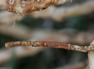 La corteza de la raíz ahora está completamente alterada y de color marrón anaranjado.  Las estructuras globulares negras son visibles en los tejidos.  <i><b> Monosporascus cannonballus</b> </i>.