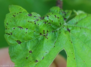 Lesiones húmedas de color marrón oscuro en la hoja de la uva. <i> <b> Elsinoë ampelina </b> </i>