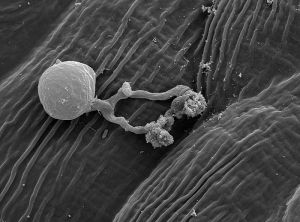 Zoospora de <i> <b> Plasmopara viticola </i> </b> que ha germinado en la superficie de una hoja de vid (vista bajo un microscopio de barrido). (Nathalie PICHON)