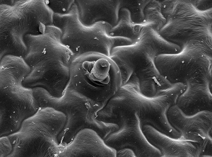 Contorno de un esporangióforo que emerge de un estoma en una hoja de vid. (ver bajo un microscopio de barrido) <i> <b> Plasmopara viticola </i> </b> (Nathalie PICHON)