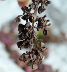 Todas las bayas de este racimo de uvas están completamente momificadas, algunas se han caído.  <i> Pilidiella diplodiella </i>