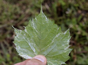 En la parte inferior del limbo de esta hoja joven, las decoloraciones irregulares son menos visibles.  <b> Anomalía genética </b> (quimera)