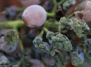 Detalle de frutos secos cubiertos de moho producido por un <b> <i> Cladosporium </i> </b> sp.