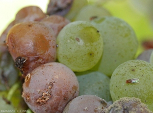 En presencia de síntomas de <b> podredumbre ácida </b>, ¡las moscas de la fruta nunca están lejos!  Son vectores de los patógenos en cuestión que se dispersan a grandes distancias.