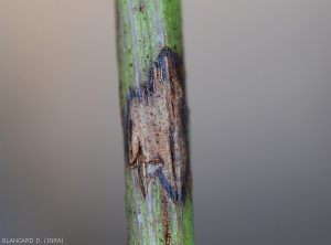 Cancro joven acostado sobre una ramita verde.  La corteza comienza a partirse en algunos lugares.  <i> Pilidiella diplodiella </i>