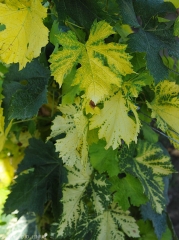 Muchas hojas muestran un amarilleo muy marcado.<i>Grapevine fan leaf virus</i> (GFLV) (<b>nodo corto</b>)