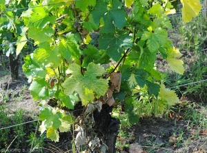 Las decoloraciones de las hojas son más o menos marcadas. <i>Grapevine fan leaf virus</i> (GFLV)