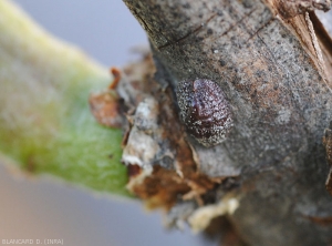 Escama de lecanina (coccidae) de cáscara dura y cuyos huevos no están contenidos en un ovisaco.