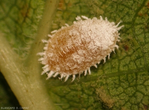 <b> <em> Planococcus </em> </b> sp., el cuerpo femenino es rosado y cubierto de un polvo blanco.  <em> P.  citri </em> y <em> P.  ficus </em> se puede observar en las vides de la cuenca mediterránea.