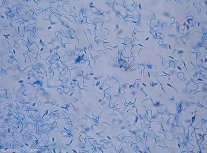 Mezcla de esporas beta y menos esporas alfa de <b> <i> Phomopsis viticola </i> </b> 