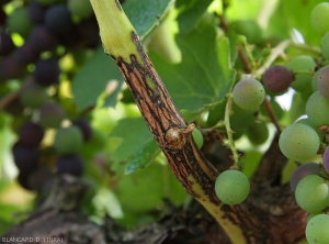 Rama de vid rodeada por varios centímetros por una gran lesión de cancro agrietada y más o menos suberizada.  <b> <i> Phomopsis viticola </i> </b>