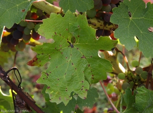 Las lesiones marrones y necróticas ahora son más extensas.  Están más bien dispuestos a lo largo de las venas primarias y rodeados por un halo clorótico más o menos marcado.  <b> <i> Phomopsis viticola </i> </b>. 