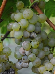 <i> <b> Penicillium expansum </b> </i> se pudre en las uvas blancas.
