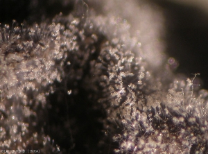 Alta concentración de conidióforos con conidios de <i> <b> Trichothecium roseum </b> </i> observados con lupa binocular. 