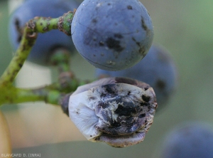 Cette baie de raisin qui contraste avec la baie saine à proximité a pris une teinte beigeâtre et commence à se ratatiner.  Pourritures à <b><i>Cladosporium</i></b>