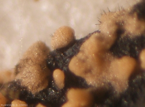 Detalle de acérvulos maduros;  se pueden ver claramente las masas mucosas de color salmón y las cerdas marrones de un <i> Colletotrichum </i> sp.