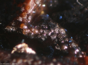 Aspecto binocular de acérvulos maduros coronados por masas mucosas formadas por numerosos conidios aglomerados y cerdas brillantes: setas.  <i><b> Colletotrichum </i></b> sp.  