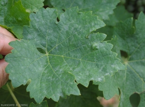 Discretas manchas blancas y esponjosas salpican la rama de esta hoja de vid.  <i> <b> Erysiphe necator </b> </i>