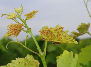 Las hojas tiernas de esta rama de vid están cubiertas con agallas rojizas de Phylloxera en una vid americana.  <i> <b> Daktulosphaira vitifoliae </b> </i>