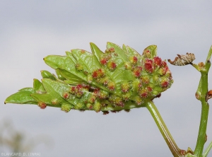 Las agallas rojizas de la filoxera son más visibles en las láminas inferiores de las hojas de parra.  <i> <b> Daktulosphaira vitifoliae </b> </i>