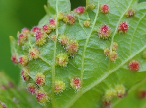 Fuerte ataque de gallicola phylloxera sobre una cepa americana.  Presencia de agallas rojizas en el envés de la hoja.  <i> <b> Daktulosphaira vitifoliae </b> </i>