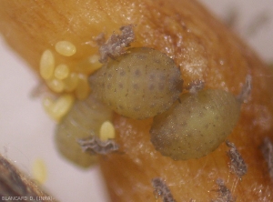 Varias larvas de raíces de segunda generación observadas en las raíces.  <i> Daktulosphaira vitifoliae </i> (filoxera)