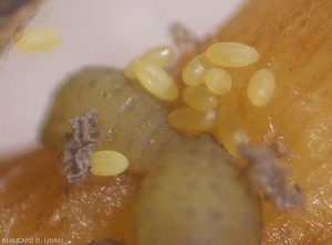 Huevos cercanos a larvas de raíces de segunda generación.  <i> Daktulosphaira vitifoliae </i> (filoxera)