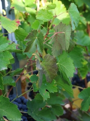 Comienzo del enrojecimiento de las hojas, ver el borde de la puesta de huevos del saltahojas <i> <b> Stictocephala bisonia </i> </b> en la parte inferior de la ramita.