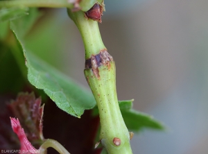 Heridas hendidas por puesta de huevos en una rama de vid causadas por el saltahojas <i> <b> Stictocephala bisonia </i> </b>.