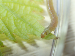 La oruga de <i> <b> Lobesia botrana </b> </i> (eudemis) tiene la cabeza y el tórax de color marrón amarillento.