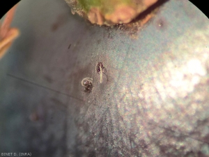 Huellas de <em><b> Drososphila suzukii</b> </em> sobre una baya de uva.  Los huevos se depositan debajo de la película, siendo los filamentos visibles los tubos respiratorios de los huevos.  Foto Delphine Binet