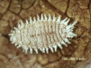 <em><b> Phenococcus aceris</b> </em>, la cochinilla de la manzana (cochinilla de la manzana) que pertenece a la familia Pseudococcidae es una especie polífaga que se encuentra en la vid.