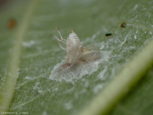 Cocón de <b><em>Neodryinus typhlocybae</b></em>, notamos el resto blanco de la larva de <em><b>Metcalfa pruinosa</em></b> parasitado por los himenópteros.