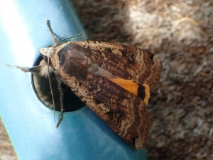 Mariposa Noctuidae, con sus dos manchas en las alas delanteras y las alas traseras de colores brillantes.